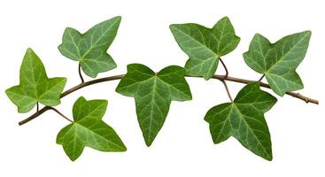 Lush Green Ivy Vine Branch Closeup Studio Shot photo