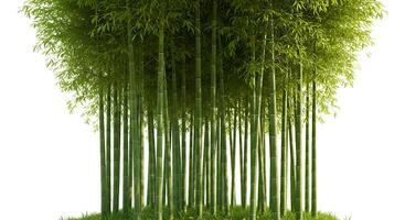 Lush 3D Render of a Bamboo Grove on a Sunny Day photo
