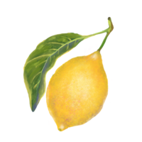 Lemon with lush green leaves watercolor style hand drawn illustration. Citrus fruit are perfect for food packaging, summer designs, kitchen decor, recipe books, organic branding png