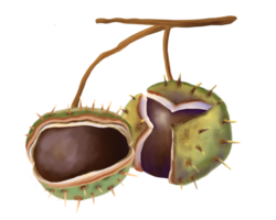 Hand drawn illustration of chestnut branch with autumn tones. An open chestnut fruit with spiky green shell and smooth brown nut inside. Good for botanical themes, seasonal decor. png