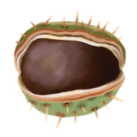 Digital illustration of an open chestnut fruit with spiky green shell and smooth brown nut inside. Hand drawn with realistic textures and autumn tones. Good for botanical themes, seasonal decor. png