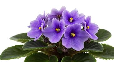 Vibrant Lavender African Violets in Bloom CloseUp Studio Shot photo