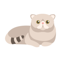 Exotic Shorthair Cat Image png