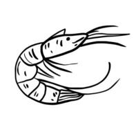 Shrimp Hand drawn line art sketch doodle fisherman aesthetic coastal nautical illustration vector