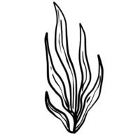 Sea plant Hand drawn line art sketch doodle fisherman aesthetic coastal nautical illustration vector