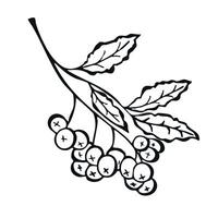 Rowan Branch Ink Hand Drawn Sketch Isolated on white Background. Red Berry Medical Nutrient Product with Fruity favor doodle illustration Print. vector