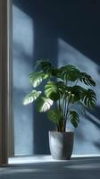 Elegant Monstera Plant Basking in Sunlight Near a Window With Soft Shadows in a Serene Room. photo