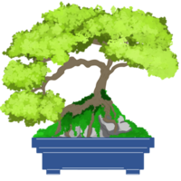 Beautiful green bonsai tree in the blue pot png