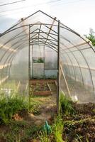 Greenhouse Interior Showcasing Plants Growing in Soil With Wooden Frames, Sunlight Filtering Through the Transparent Walls, and Tools Resting Nearby photo