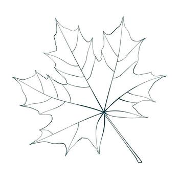Hand-drawn linear maple leaf isolated on white background. Line style illustration. vector
