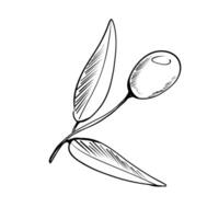 Olive branch with leaves depicted in a simple and elegant artistic style showcasing nature's beauty vector