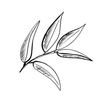 Sketch of an elegant branch with slender leaves suitable for botanical illustrations and design projects vector