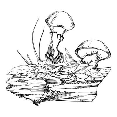 Suillus larch bolete slippery jack mushroom fungus, on bark with moss lichen growth, fallen autumn leaves twigs needles. Hand drawn ink Illustration. Autumn forest floor habitat natural scene