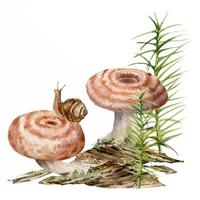 Lactarius milk-cap russula striped mushroom fungus, snail on cap, horsetail plant on bark with moss lichen growth. Illustration hand drawn in watercolor. Autumn forest floor habitat natural scene vector