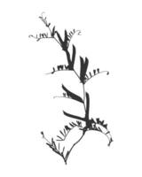 Twig of the Vicia cracca plant, or mouse pea. Weed with pods and leaves. Isolated print in black and white. vector