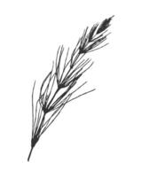 Field Horsetail Equisetum arvense or Common Horsetail silhouette. Black ink imprint on White bacground. vector