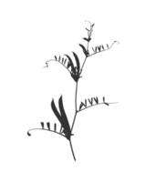 Silhouette twig of the Vicia cracca plant, or mouse pea. Weed with pods and leaves. Isolated print in black and white. vector