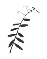 Silhouette of branch of herbaceous plant with curling tendrils and leaves, possibly Mouse Pea. Isolated dark print on white background. vector