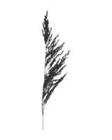 Silhouette twig of meadow grass Calamagrostis acutiflora. Imprint black on white. vector