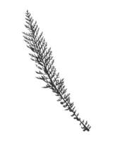 Leaf yarrow achillea millefolium silhouette, ink imprint stamp. vector