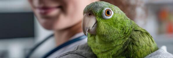 Calm Parrot Rests on Veterinarians Shoulder During Consultation in Cozy, Natural Light Setting photo