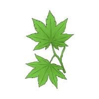 Green marijuana leaf vector