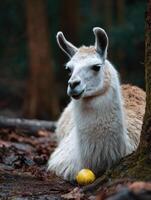 Paca Enjoys Fruit in a Tranquil Forest Setting During a Peaceful Moment of Nature photo
