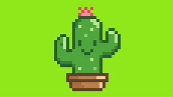 Cute Pixel cactus animation on green and white screen video