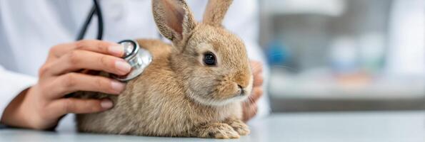 Vet Listens to Rabbits Lungs With Calm Focus in Veterinary Clinic photo