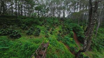 Serene Forest Landscape with Gazebo and Coffee Plants video