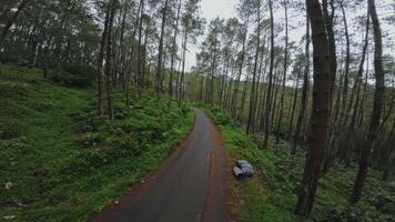 A winding road through a lush green forest, surrounded by tall trees and dense foliage. The atmosphere is tranquil and serene, ideal for nature lovers and outdoor enthusiasts. video