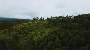 A lush green forest landscape with dense trees and undergrowth, showcasing a variety of foliage and natural beauty. The scene captures the tranquility of nature. video