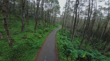 A winding road through a lush green forest, surrounded by tall trees and vibrant foliage. The scene evokes a sense of tranquility and adventure, ideal for nature lovers. video