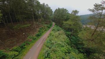 A winding road through a lush green forest, surrounded by tall trees and dense foliage. The scene captures the tranquility of nature, with a serene atmosphere and vibrant greenery. video