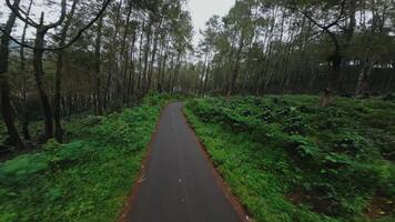 A winding road through a lush green forest with tall trees and dense foliage. video