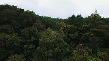 Aerial View of a Lush Forest Landscape video