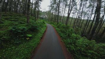A winding road through a lush green forest, surrounded by tall trees and dense foliage. The scene conveys a sense of tranquility and adventure, perfect for nature lovers. video