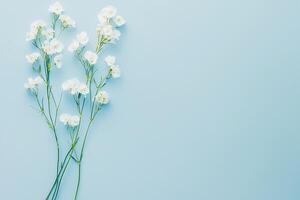 Delicate White Flowers on a Light Blue Background A Springtime Floral Image. photo