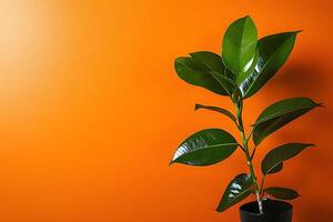 Vibrant Green Plant Against a Bold Orange Background. A striking image showcasing the contrast between lush foliage and a bright, saturated backdrop. photo