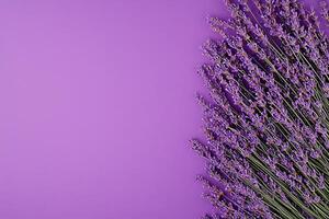 Purple Lavender Flowers on a Violet Background A Floral Design Element. photo