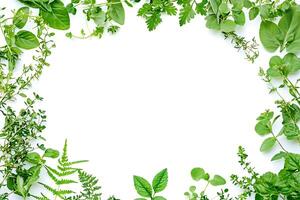 Fresh Herbs Frame A vibrant arrangement of various herbs creates a beautiful border, perfect for culinary or botanical designs. photo