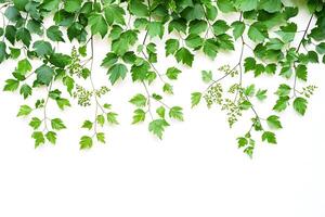 Lush Green Leaf Border Fresh Spring Foliage Frame on White Background. photo