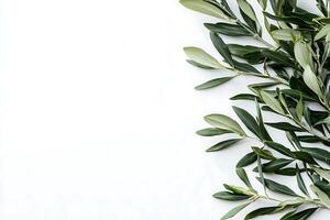Olive Branch Border on White Background Elegant Nature Design. photo