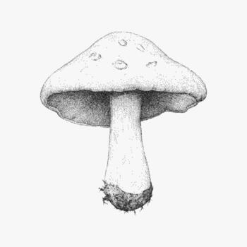 Mushroom with a stem. Ink sketch in stipple style, raw halftone noise and photocopy texture, vintage xerox poster effect. vector