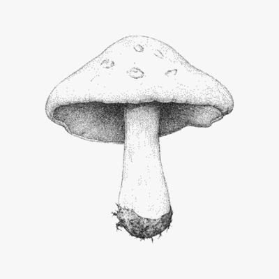 Mushroom with a stem. Ink sketch in stipple style, raw halftone noise and photocopy texture, vintage xerox poster effect.