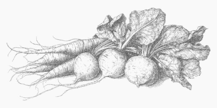 Drawing of a bunch of vegetables. Handmade stipple sketch with gritty halftone shading, rough photocopy paper texture and threshold contours. vector