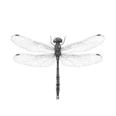 Black and white drawing of a dragonfly, detailed wings. Retro pop art stipple sketch, paper photocopy texture, threshold.