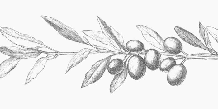 Line of olive leaves with a olives on it. Classic stipple pen art with layered halftone gradients, xerox photocopy noise and threshold effect. vector