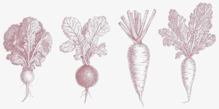 Vegetables, carrots, radishes, turnips and celery. Retro pop art stipple sketch, paper photocopy texture, threshold. vector