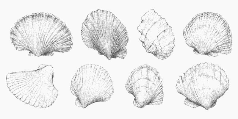 Set of nine different shaped shells. Stipple sketch with halftone dots, grunge photocopy noise and rough threshold edges, vintage print vibe.